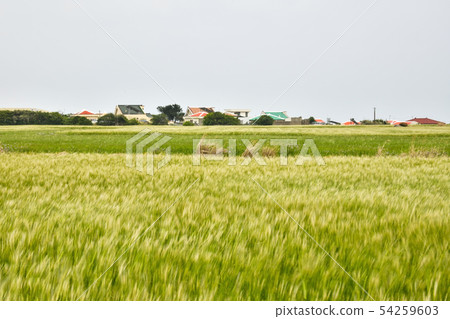 Barley field, Gappaedo, Seogwipo city, Jeju island Barley field, Gappaedo, Seogwipo city, Jeju island 54259603