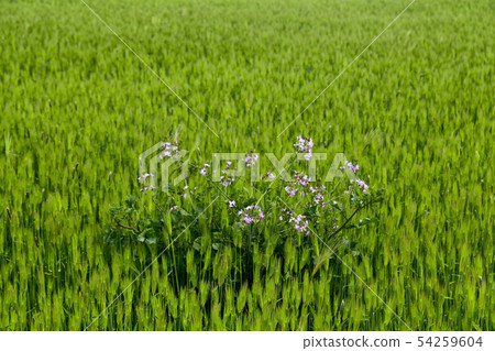 Barley field, Gappaedo, Seogwipo city, Jeju island 54259604