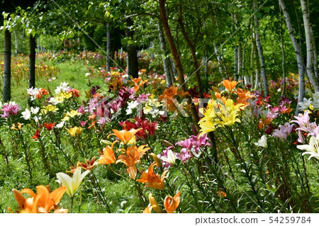 Hunter Mountain Lily Park 54259784