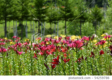 Hunter Mountain Lily Park 54259786
