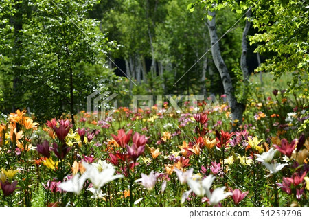 Hunter Mountain Lily Park Hunter Mountain Lily Park 54259796