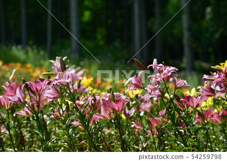Hunter Mountain Lily Park 54259798