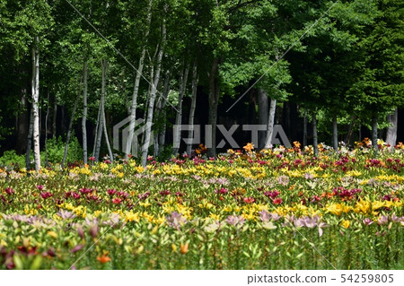 獵人山百合公園 54259805