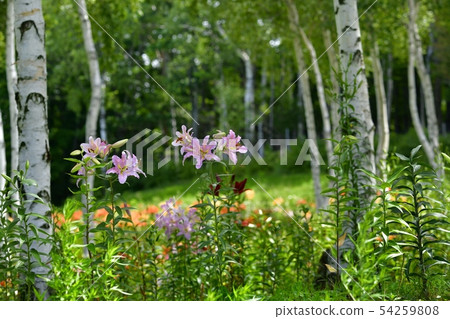 Hunter Mountain Lily Park 54259808