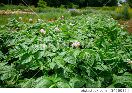 Potato flower image 54260534