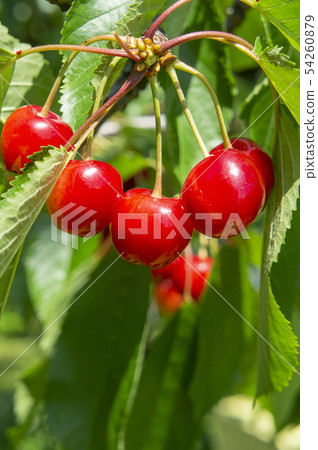 Cherry 54260879