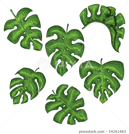 Tropical leaves collection isolated elements on... - Stock Illustration ...
