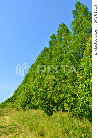 水杉排行了樹新綠色風景 54261713