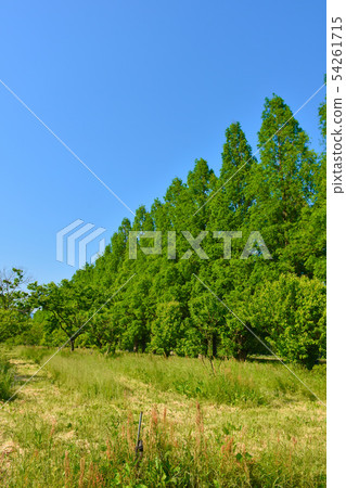 水杉排行了樹新綠色風景 54261715
