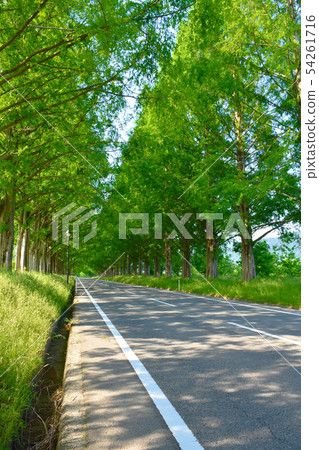 水杉排行了樹新綠色風景 水杉排行了樹新綠色風景 54261716