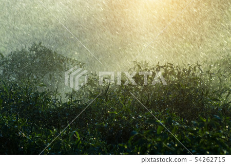 Green chili plant with rain fall in rains season 54262715