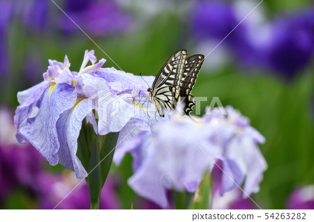 Swallowtail蝴蝶和新郎 54263282