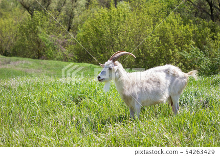 White goat on a green meadow. Walking agriculture. 54263429