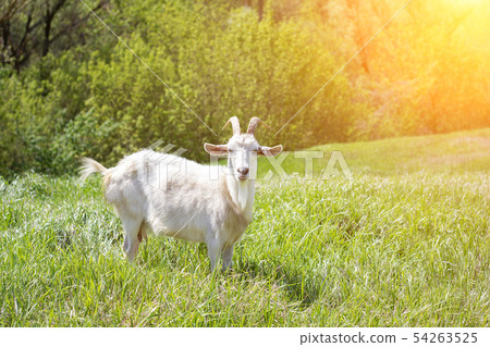 White goat on a green meadow. Walking agriculture. White goat on a green meadow. Walking agriculture. 54263525