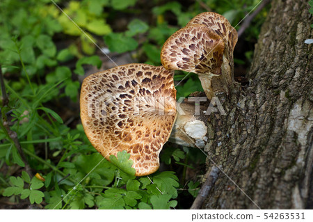 mushroom on the old log. Autumn mushroom picking. 54263531