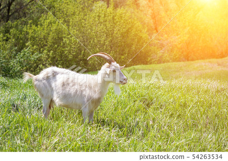 White goat on a green meadow. Walking agriculture. 54263534