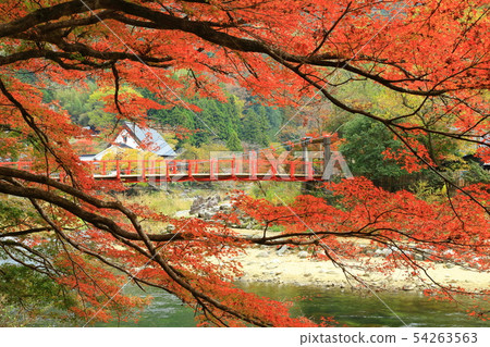 Autumn Kaarashikei Maple Festival 54263563