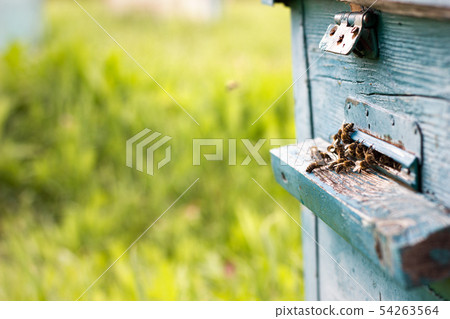 Bees fly out of evidence. Bees collect nectar Bees fly out of evidence. Bees collect nectar 54263564