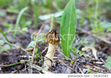mushroom on the old log. Autumn mushroom picking. mushroom on the old log. Autumn mushroom picking. 54263565