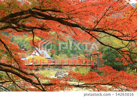 秋天Kaarashikei楓節 秋天Kaarashikei楓節 54263816