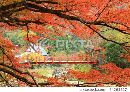 Autumn Kaarashikei Maple Festival 54263817