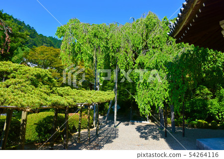 Zentsuji Temple Yuryu no Matsu Matsuda日本的No Matsu Zentsuji Temple Yuryu no Matsu Matsuda日本的No Matsu 54264116