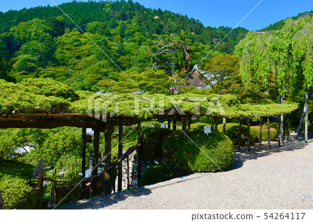Zentsuji Temple Yuryu no Matsu Matsuda日本的No Matsu 54264117