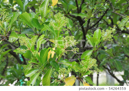 Sangogesu Sangogesu 54264359