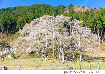 內蒙古墨櫻桃(四月春天櫻花) 內蒙古墨櫻桃(四月春天櫻花) 54264413