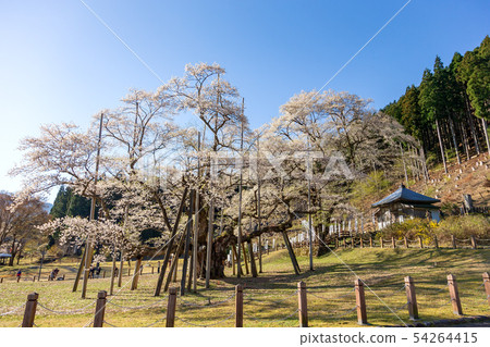 內蒙古墨櫻桃（四月春天櫻花） 54264415