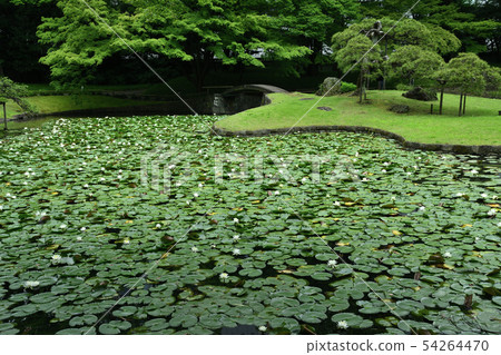 The water lily of the garden The water lily of the garden 54264470