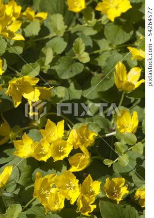 Lysimachia nummularia flowering, close up shot Lysimachia nummularia flowering, close up shot 54264577