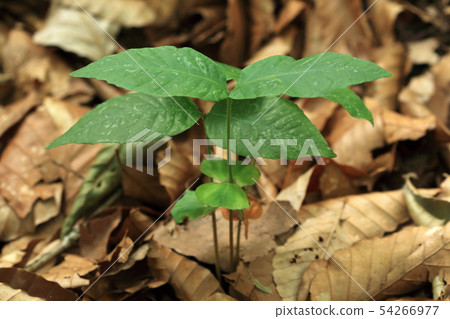 山毛櫸在福島縣Shiomi鎮森林地板修復森林裡發芽 54266977