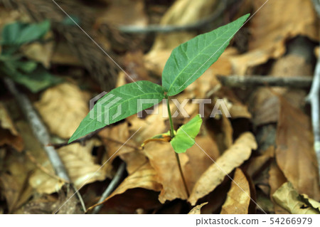Hayashi Wataru's beech sprouts healing forest Shiomi Town, Fukushima Prefecture 54266979
