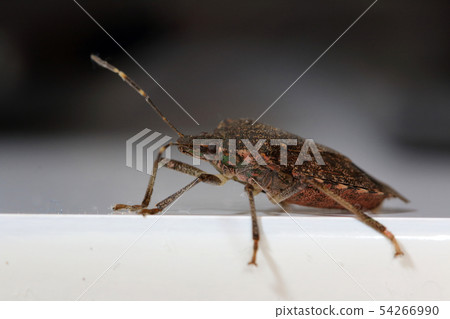Side view of a stink bug Side view of a stink bug 54266990