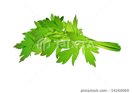 fresh herbs isolated on white background. Spring greens hand draw illustration 006 fresh herbs isolated on white background. Spring greens hand draw illustration 006 54268069