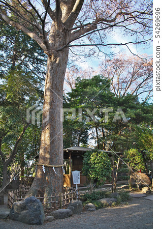 平塚前取神社聖樹大櫸樹 54269696