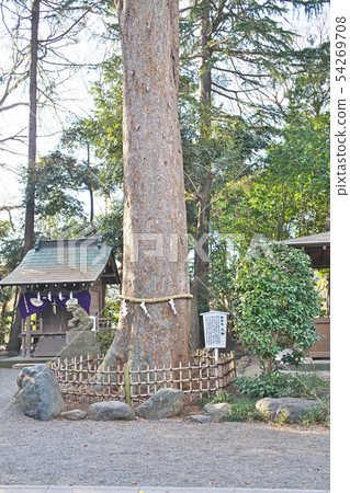 平塚前取神社聖樹大櫸樹 平塚前取神社聖樹大櫸樹 54269708