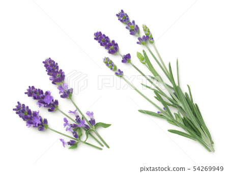 Lavender Flowers Isolated On White Background Lavender Flowers Isolated On White Background 54269949