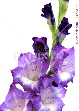 唐菖蒲紫色 唐菖蒲紫色 54270155