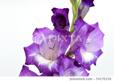 Gladiolus purple Gladiolus purple 54270156