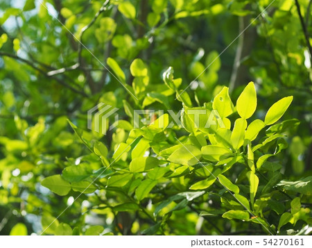 Kaffir lime young leaves, Citrus x hystrix leafs Kaffir lime young leaves, Citrus x hystrix leafs 54270161