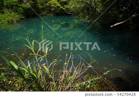 Hachijojima的硫磺沼澤 54270428