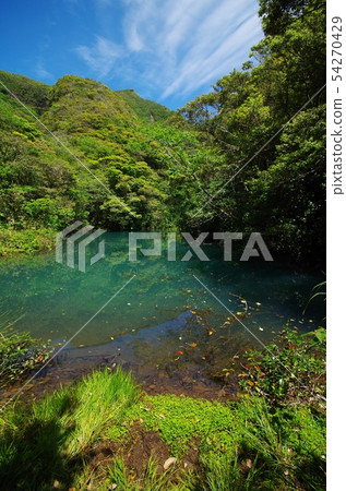 Hachijo sulfur swamp 54270429