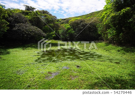 Koike in Hachijojima Koike in Hachijojima 54270446
