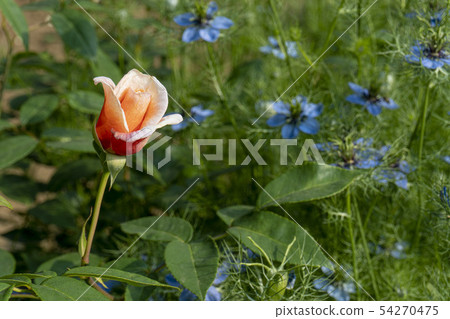 在模糊的Nigella前面，左邊有一個橙色的玫瑰花蕾 54270475