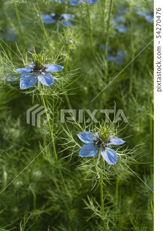 與落在兩隻鷗的光束的縱向照片在樹蔭下 與落在兩隻鷗的光束的縱向照片在樹蔭下 54270476