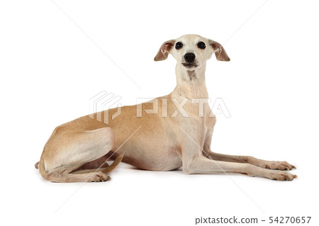 dog, greyhound, pet 54270657