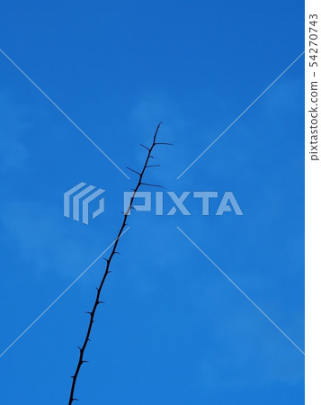 silhouette of a dead dark long branch on blue sky silhouette of a dead dark long branch on blue sky 54270743