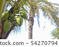 photo) Palm Trees 6 54270794